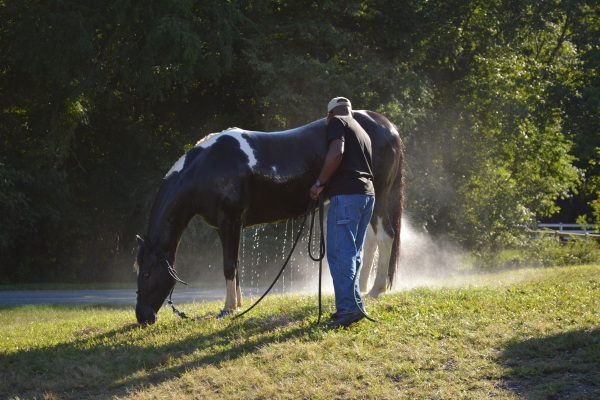 General maintenance and upkeep of the barn are accomplished by members and a weekly clean up roster is rotated among members/families. Each horse is to be fed and watered twice daily, and each stall is to be cleaned once daily.