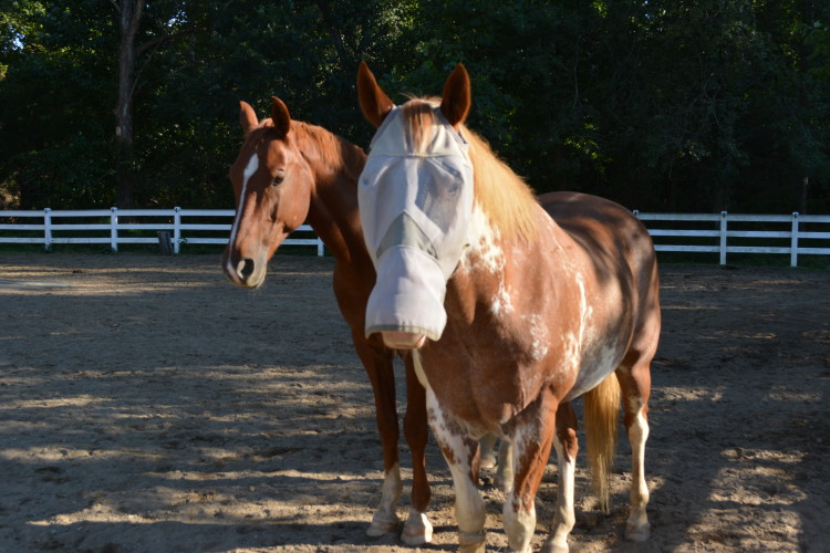 Spotsylvania County has several great training facilities for both horses and riders.