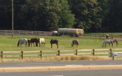 Equestrian Facilities in Prince William County