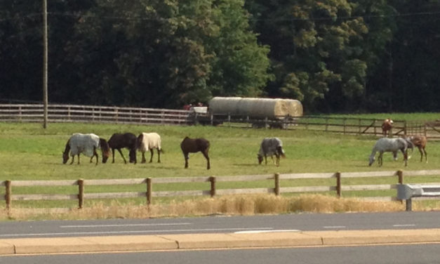 Equestrian Facilities in Prince William County
