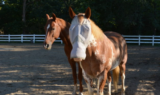 Equestrian Facilities in Spotsylvania County